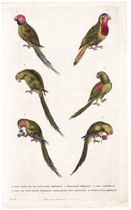 Parroquets, Parrots